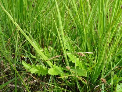 Carex panicea, photographed by Grzegorz Grzejszczak