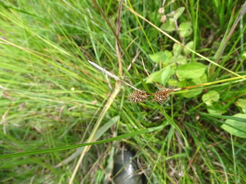 Carex lepidocarpa, photographed by Grzegorz Grzejszczak