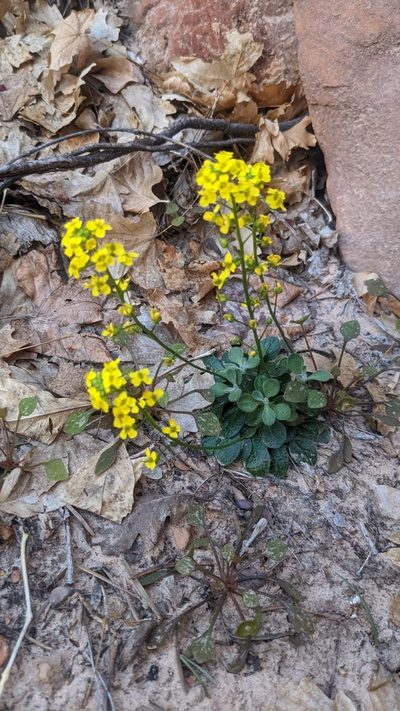 Draba zionensis, photographed by Darrin Gobble