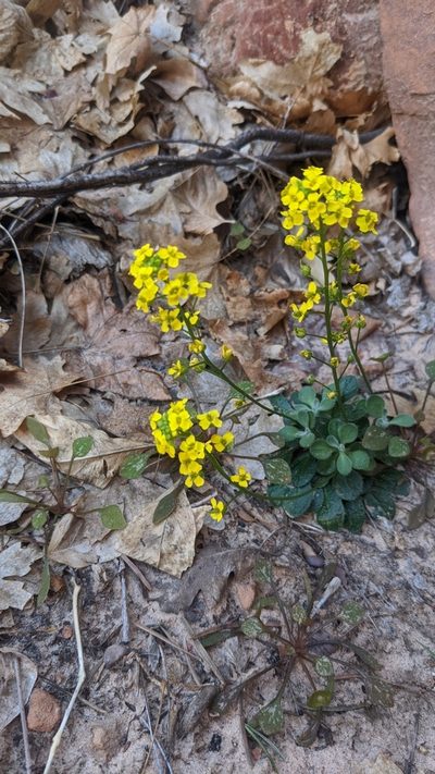 Draba zionensis, photographed by Darrin Gobble
