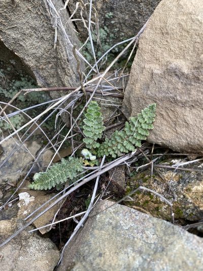 Cosentinia vellea, photographed by Thomas Dreux