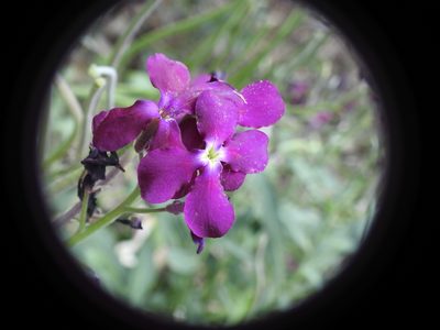 Matthiola incana, photographed by Yves Bas