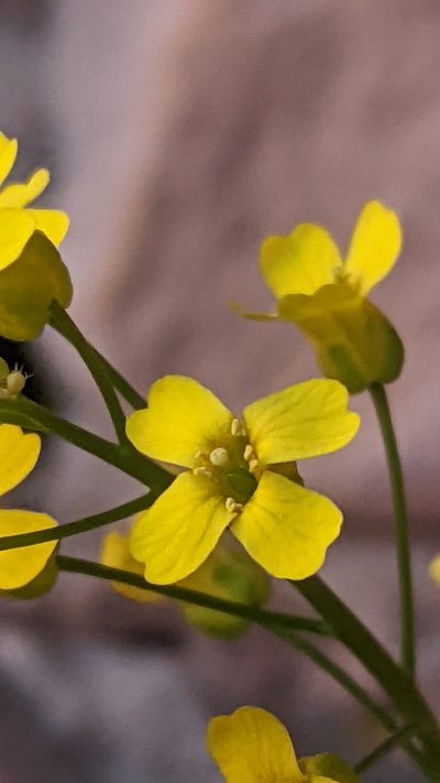 Draba zionensis, photographed by Darrin Gobble