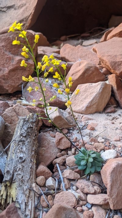 Draba zionensis, photographed by Darrin Gobble