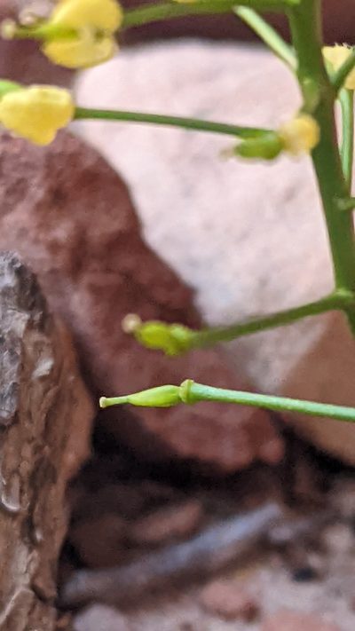 Draba zionensis, photographed by Darrin Gobble
