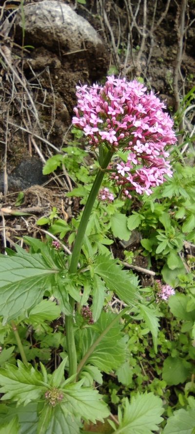 Valeriana macrosiphon, photographed by Santiago Martín-Bravo