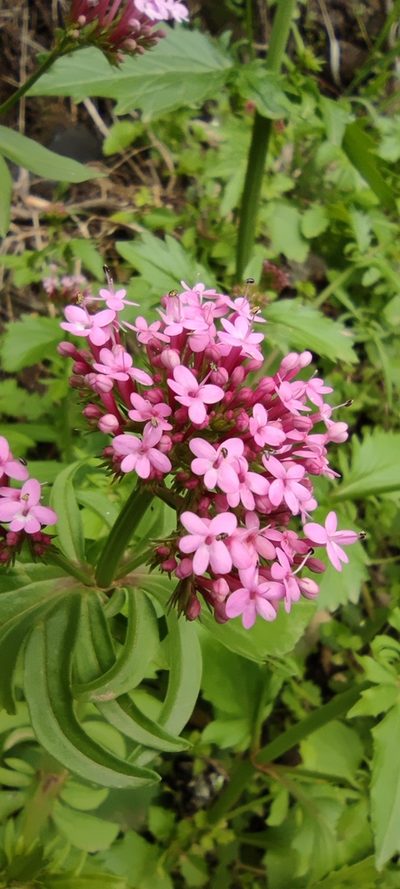 Valeriana macrosiphon, photographed by Santiago Martín-Bravo