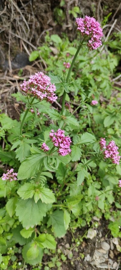 Valeriana macrosiphon, photographed by Santiago Martín-Bravo