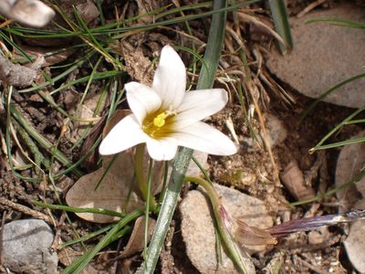 Romulea bulbocodium, photographed by John Lyden