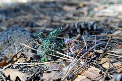 Astragalus cobrensis, photographed by Andrew Tree
