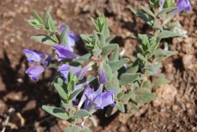 Scutellaria brittonii, photographed by Loren Cassin Sackett