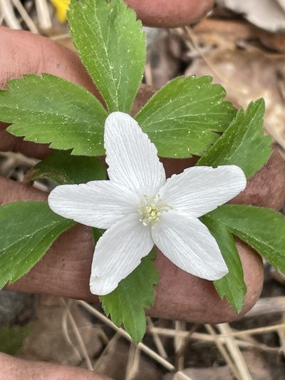 Anemonoides lancifolia, photographed by Becky Dill