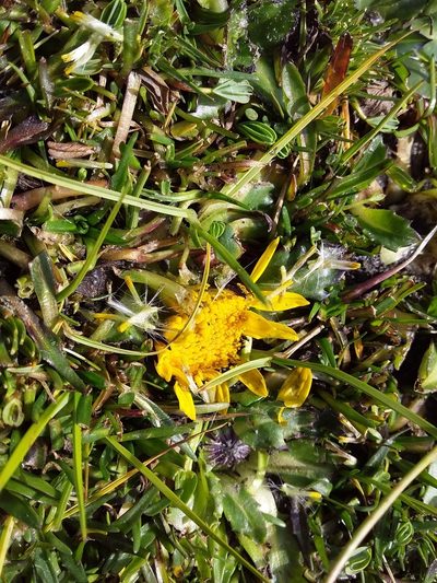 Senecio breviscapus, photographed by Humber Alberto