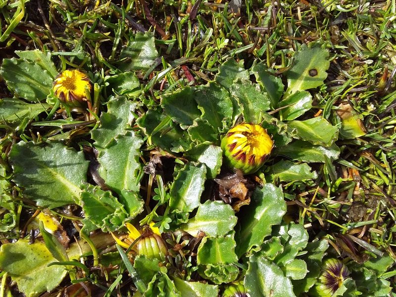 Senecio breviscapus, photographed by Humber Alberto