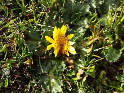 Senecio breviscapus, photographed by Humber Alberto