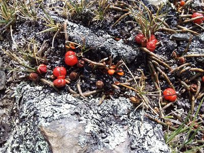 Ephedra rupestris, photographed by Humber Alberto