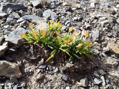 Jalcophila boliviensis, photographed by Humber Alberto