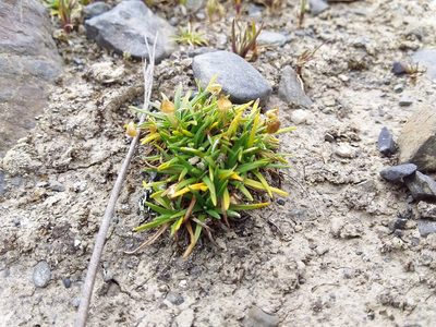 Jalcophila boliviensis, photographed by Humber Alberto
