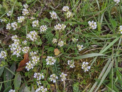 Cochlearia danica, photographed by Piermario Maculan