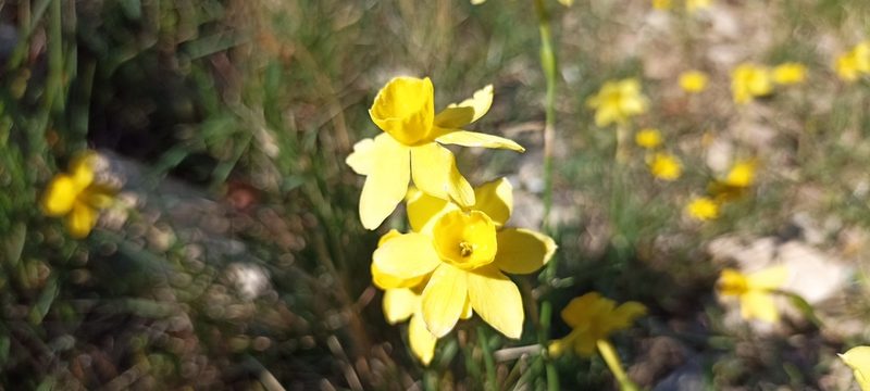 Narcissus assoanus, photographed by Samuel GUIRAUDOU