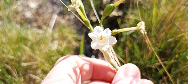 Narcissus dubius, photographed by Samuel GUIRAUDOU