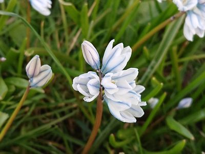 Puschkinia scilloides, photographed by Camilla Lund Kristensen