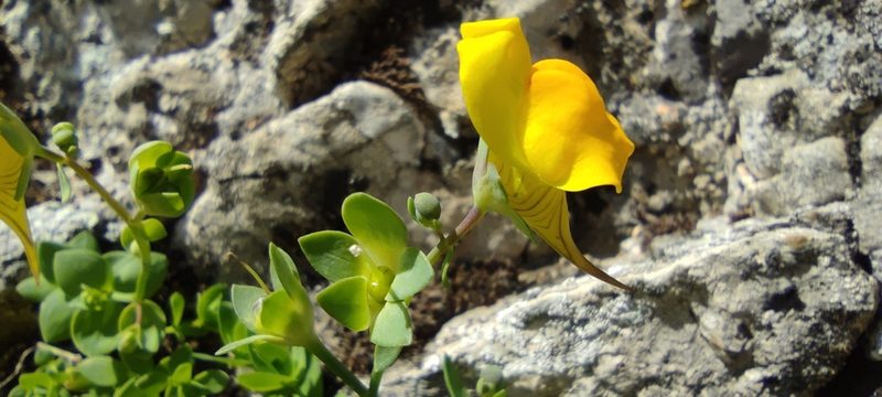 Linaria platycalyx, photographed by Santiago Martín-Bravo