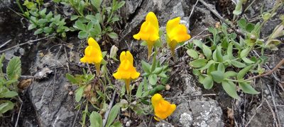 Linaria platycalyx, photographed by Santiago Martín-Bravo