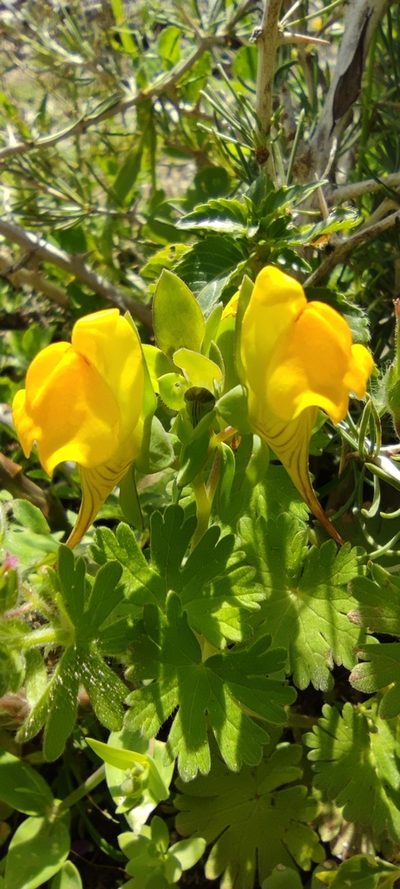 Linaria platycalyx, photographed by Santiago Martín-Bravo