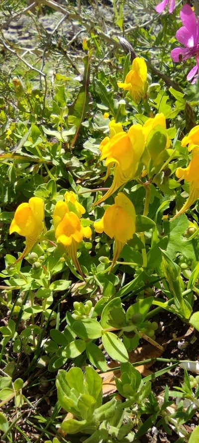 Linaria platycalyx, photographed by Santiago Martín-Bravo