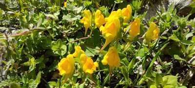 Linaria platycalyx, photographed by Santiago Martín-Bravo