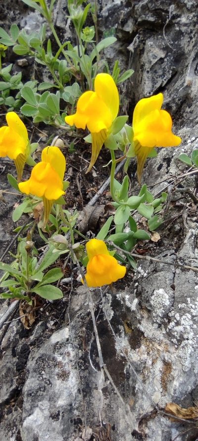 Linaria platycalyx, photographed by Santiago Martín-Bravo