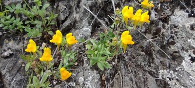 Linaria platycalyx, photographed by Santiago Martín-Bravo