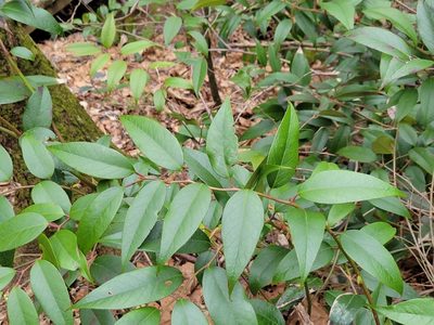 Leucothoe fontanesiana, photographed by Anthony A Simmons