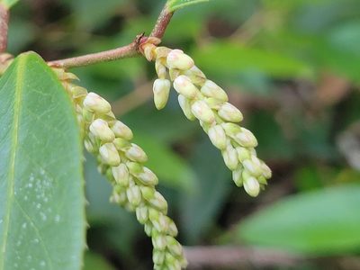 Leucothoe fontanesiana, photographed by Anthony A Simmons