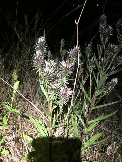 Macledium speciosum, photographed by Sunčana Bradley