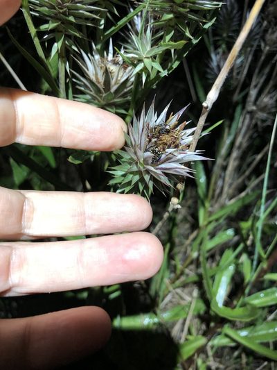 Macledium speciosum, photographed by Sunčana Bradley