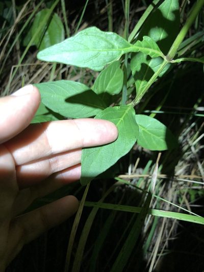 Justicia campylostemon, photographed by Sunčana Bradley