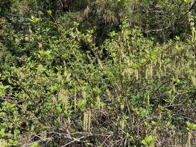 Stachyurus praecox, photographed by 岸本年郎