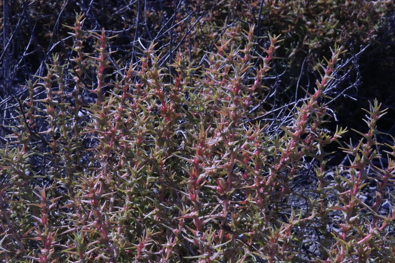 Salsola soda, photographed by lazarus