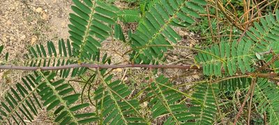 Sesbania sericea, photographed by ritirene