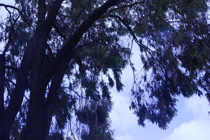 Eucalyptus sideroxylon, photographed by lazarus