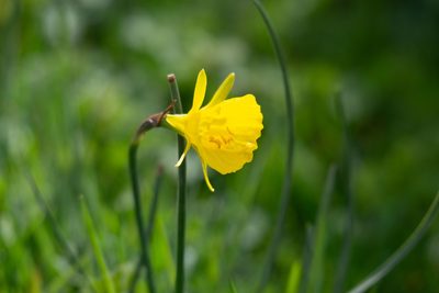 Narcissus bulbocodium, photographed by euqirneto