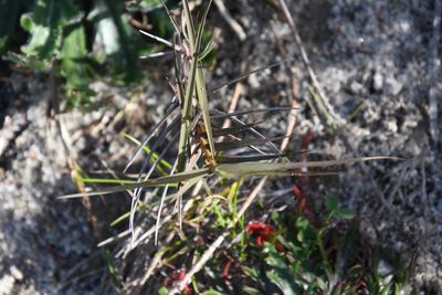 Distichlis spicata, photographed by Mike Ostrowski