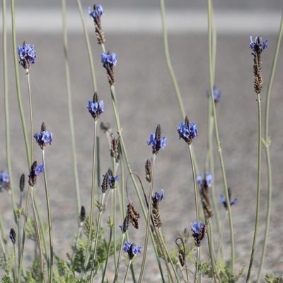 Lavandula multifida, photographed by Tim Johnson