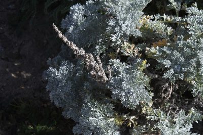Artemisia pycnocephala, photographed by Mike Ostrowski