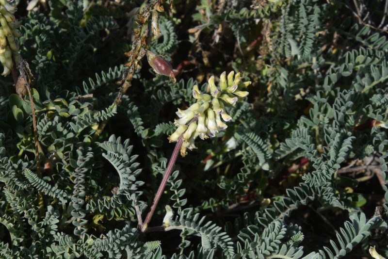 Astragalus nuttallii, photographed by Mike Ostrowski