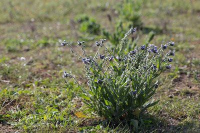 Cynoglossum creticum, photographed by Tim Johnson