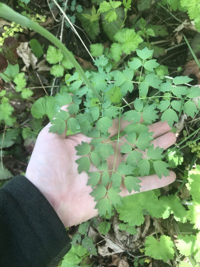 Thalictrum polycarpum, photographed by Daniel Kennedy