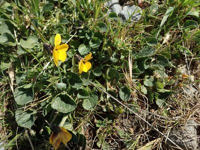 Viola pedunculata, photographed by joergmlpts
